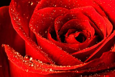 Kırmızı gül ve bir bardak su siyah arka plan. makro fotoğrafçılık