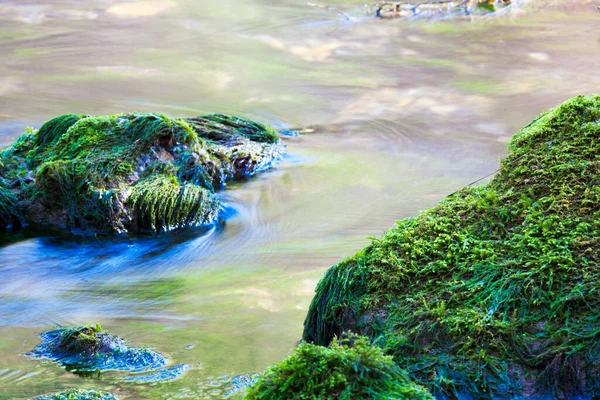 Calm River Flows Forest — Stock Photo, Image