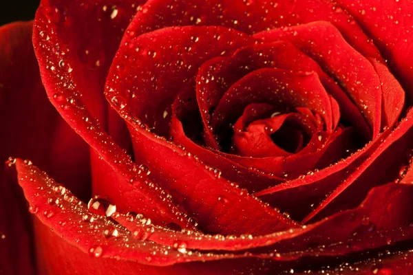 红色玫瑰 有一杯水黑色的背景 宏观摄影 — 图库照片