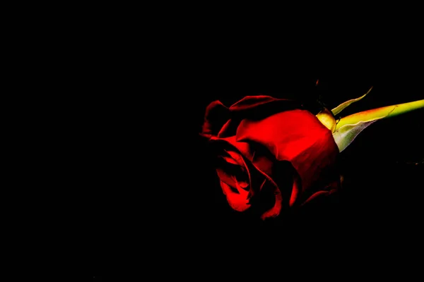 红玫瑰黑色背景 宏观摄影 — 图库照片