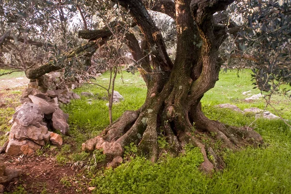 Hırvatistan Daki Kornati Milli Parkı Nda Eski Zeytin Ağacı — Stok fotoğraf