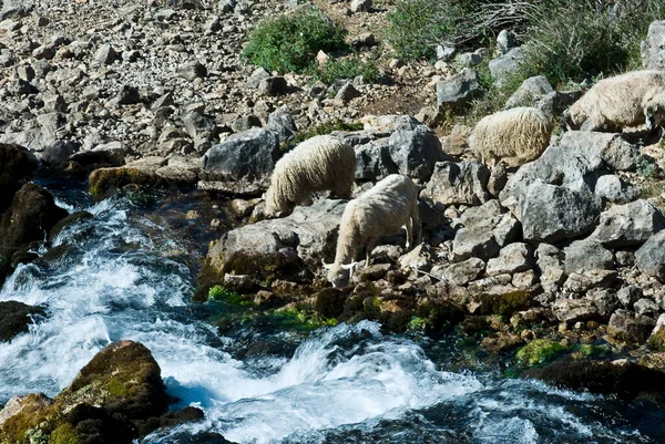 Rebaño Ovejas Bebe Agua Río Rápido — Foto de Stock