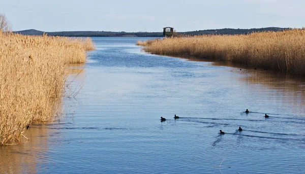 Kråksjön Ornitologiskt Reservat Kroatien — Stockfoto