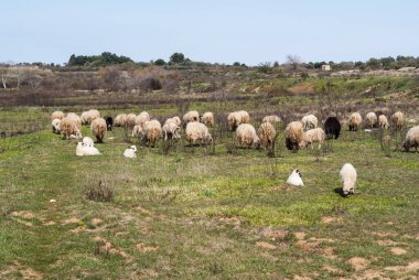 Otlayan koyun ve çoban