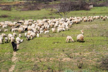 Otlayan koyun ve çoban