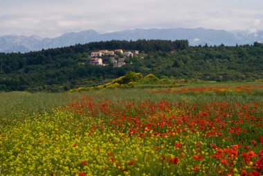 Dağların arkasındaki vadide bir lale tarlası.