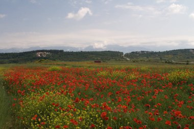 Dağların arkasındaki vadide bir lale tarlası.