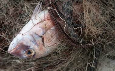 Ağdaki balık Kornati adasında yakalandı. Hırvatistan