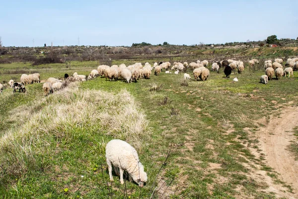 放牧的绵羊和牧羊人 — 图库照片