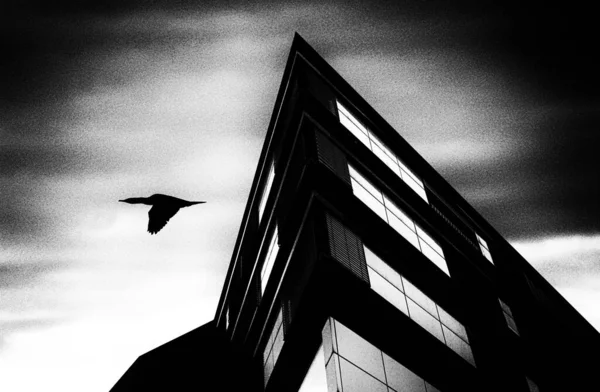 Bird Und Die Stadt Schwarz Weiß Foto — Stockfoto