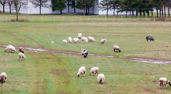 一群羊在吃草 — 图库照片