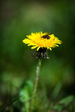 Sarı karahindiba ve arı