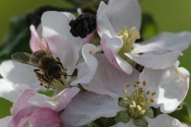 Yakın plan çekimde elma çiçeği