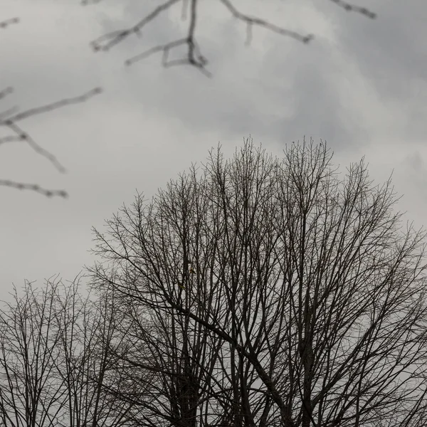 Träd Vintern Utsikt Över Himlen — Stockfoto