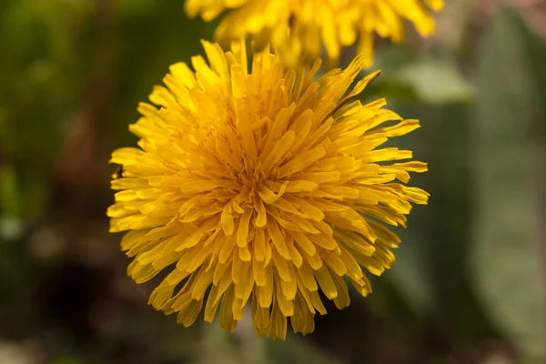 Yellow Dandelion Bee — Stock Photo, Image