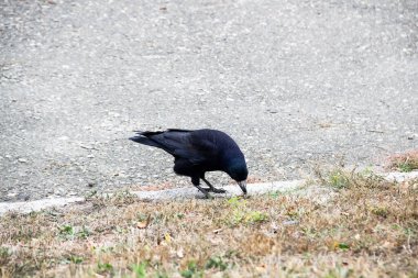 Bir Rook kuşu yürüyor ve yerdeki yiyecekleri arıyor. Güzel, güçlü, kara kale kuşu.