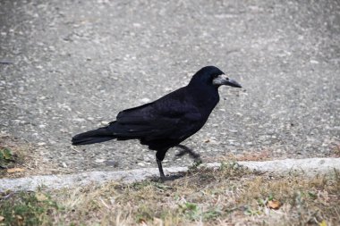 Bir Rook kuşu yürüyor ve yerdeki yiyecekleri arıyor. Güzel, güçlü, kara kale kuşu.