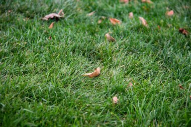 Yeşil çimlerin üzerinde kuru yapraklar. Yeşil çimlerde düşen yapraklar sonbahar kavramı