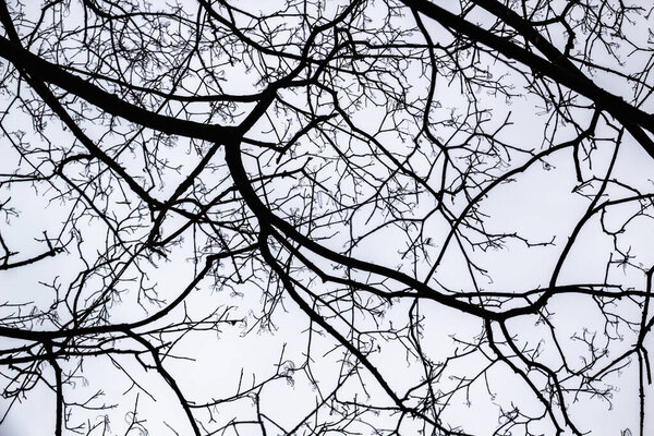 A tree branches on the grey sky.. Looking up to grey sky through tree branches. Beautiful black branches in front of grey sky. Naked trees against gray sky.