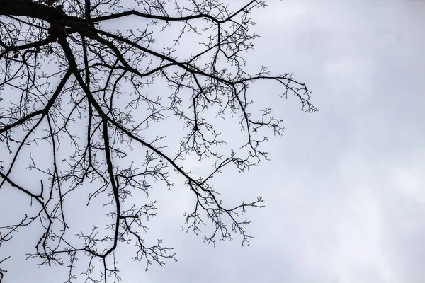 在灰蒙蒙的天空上有一棵树分枝 透过树枝仰望灰蒙蒙的天空 灰色天空前美丽的黑色枝条 光秃秃的树在灰蒙蒙的天空下 — 图库照片