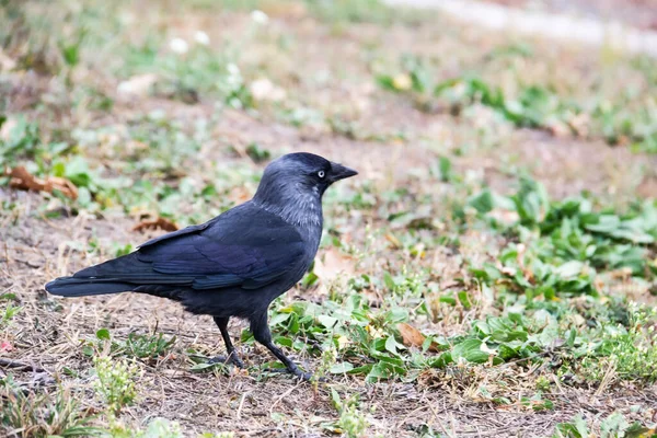 Karga Kuşu Yürüyor Yiyecek Arıyor Karga Sonbaharda Yerde Yürüyor — Stok fotoğraf