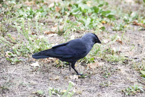 ジャックドウの鳥が歩き 食べ物を探します ジャックドウは秋に地面を歩いています — ストック写真