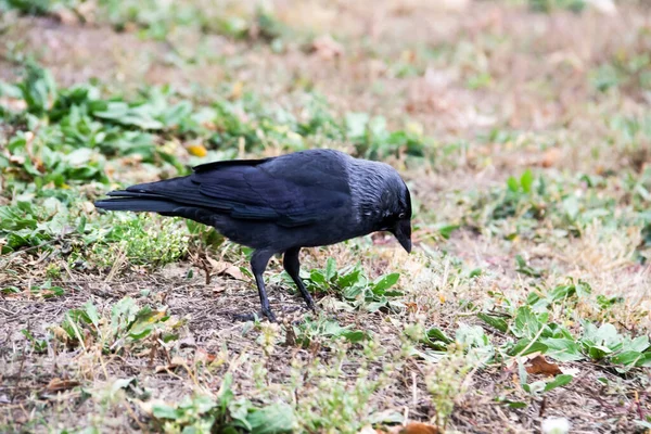 Karga Kuşu Yürüyor Yiyecek Arıyor Karga Sonbaharda Yerde Yürüyor — Stok fotoğraf