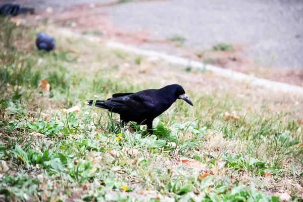 Pássaro Rook Está Andando Procurando Uma Comida Chão Pássaro Escuro — Fotografia de Stock