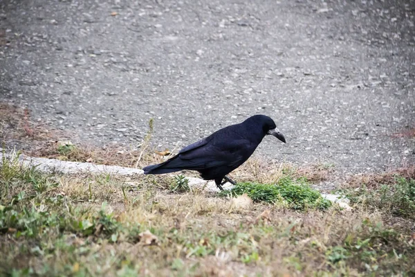 Ein Greifvogel Läuft Und Sucht Boden Nach Nahrung Schöner Starker — Stockfoto