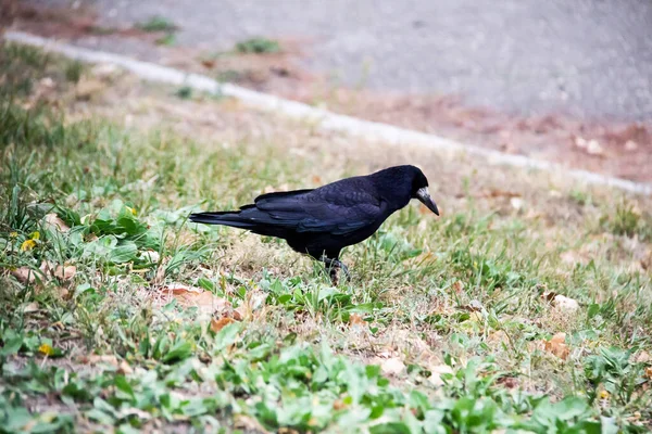 Pássaro Rook Está Andando Procurando Uma Comida Chão Pássaro Escuro — Fotografia de Stock