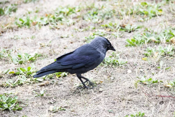 Pássaro Raivoso Caminha Procura Uma Comida Jackdaw Está Andando Chão — Fotografia de Stock
