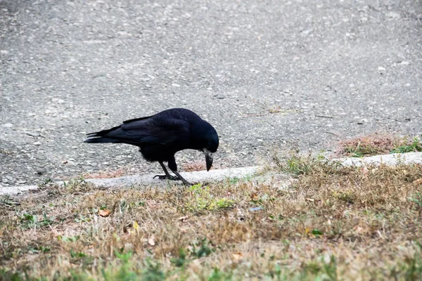 Rook Bird Walking Searching Food Ground Beautiful Strong Dark Rook — Stock Photo, Image