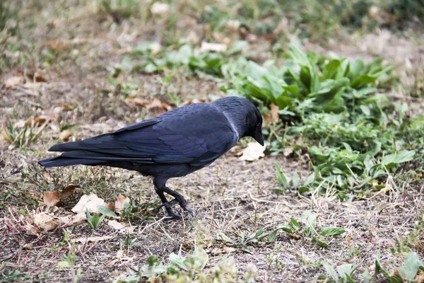 ジャックドウの鳥が歩き 食べ物を探します ジャックドウは秋に地面を歩いています — ストック写真