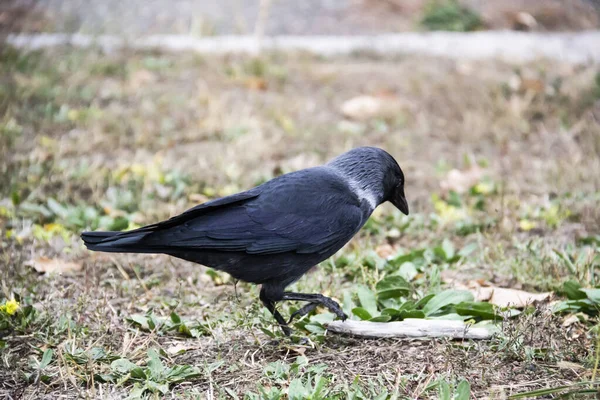 Pássaro Raivoso Caminha Procura Uma Comida Jackdaw Está Andando Chão — Fotografia de Stock