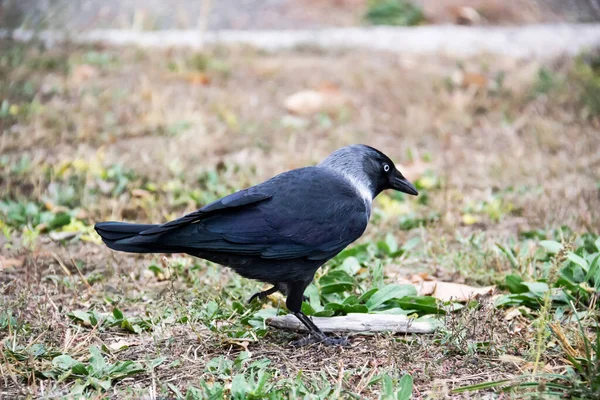 Pássaro Raivoso Caminha Procura Uma Comida Jackdaw Está Andando Chão — Fotografia de Stock