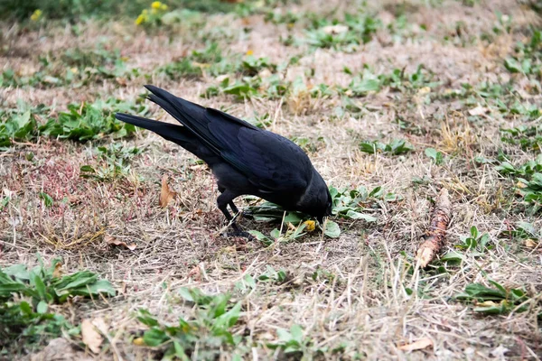 Pássaro Raivoso Caminha Procura Uma Comida Jackdaw Está Andando Chão — Fotografia de Stock