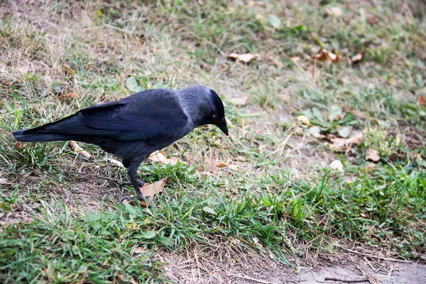 Pássaro Raivoso Caminha Procura Uma Comida Jackdaw Está Andando Chão — Fotografia de Stock