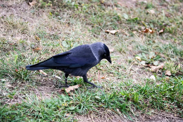 Oiseau Jackdaw Marche Cherche Nourriture Jackdaw Marche Sur Sol Automne — Photo