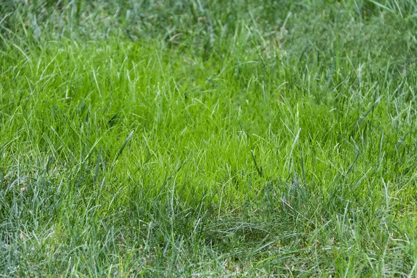 绿色草质背景 设计中使用的漂亮绿草 — 图库照片