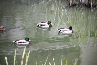 Ördekler nehirde yüzüyor ve yiyecek arıyorlar. Mallard ördekleri ya da Anas platyrhynchos gölette yüzer..