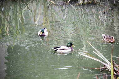 Ördekler nehirde yüzüyor ve yiyecek arıyorlar. Mallard ördekleri ya da Anas platyrhynchos gölette yüzer..