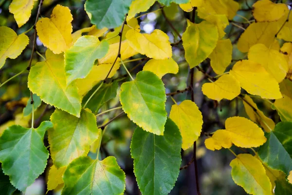 Las Hojas Coloridas Árbol Pueden Utilizar Para Fondo Hojas Verdes — Foto de Stock