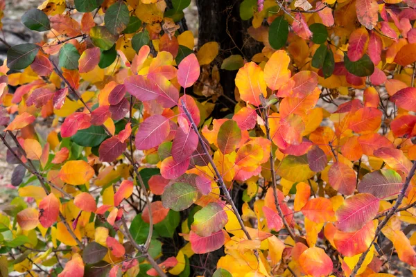 Las Hojas Coloridas Árbol Pueden Utilizar Para Fondo — Foto de Stock