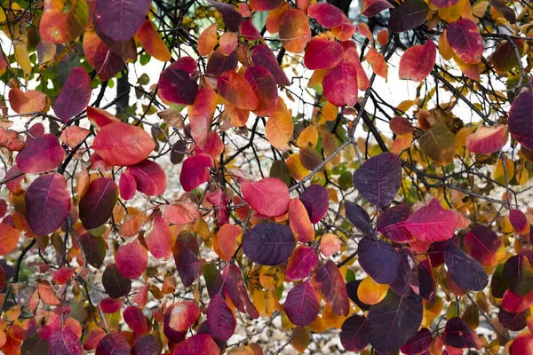 Πολύχρωμα Φύλλα Στο Δέντρο Μπορούν Χρησιμοποιηθούν Για Φόντο — Φωτογραφία Αρχείου