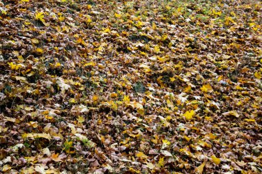 Ekim 'de sonbahar yaprağı düşer. Parkta düşen yapraklar