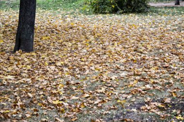 Ekim 'de sonbahar yaprağı düşer. Parkta düşen yapraklar