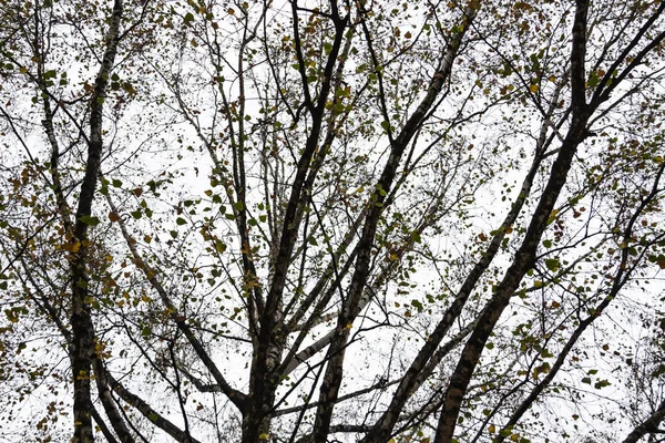 曇天時の灰色の空を背景にした秋の木の枝 — ストック写真