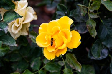 Sonbahar bahçesinde güzel sarı bir gül. Arı sarı gülün üzerinde oturur.