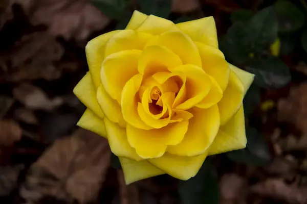 Hermosa Rosa Amarilla Jardín Otoño Rosa Amarilla Floreciendo Contra Las —  Fotos de Stock