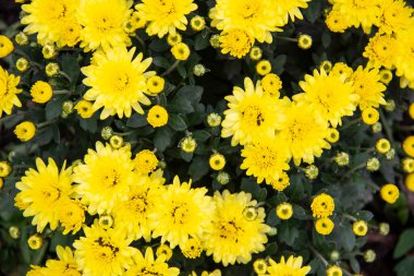 Kasımpatı çiçeği çalısı, üst manzara. Parlak bir buket çiçek açan cüce kasımpatı, sonbaharda çiçek açan dekoratif çiçekler..